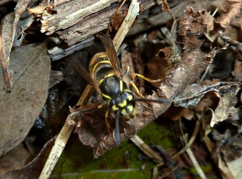 Vespula vulgaris dal Mottarone